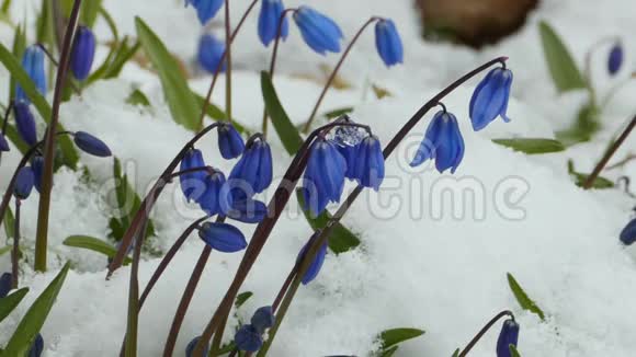 蓝色的灵长类动物冻在白色的雪里视频的预览图