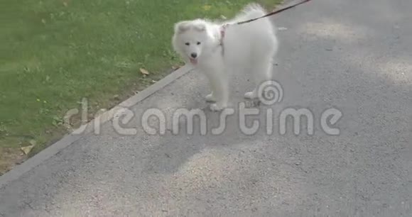一个人在公园里遛他可爱的白狗视频的预览图