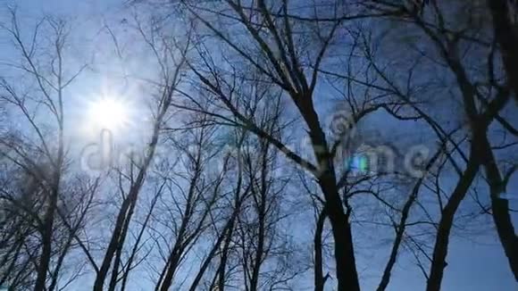 蓝天背景上美丽的树木阳光透过树枝照射视频的预览图