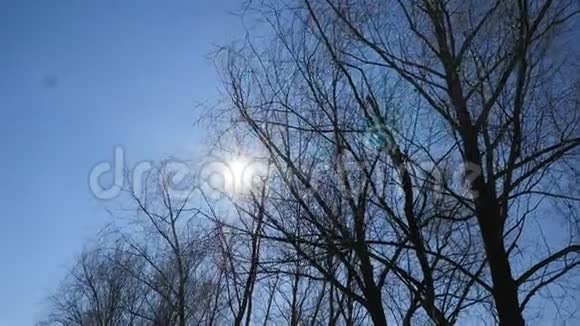 风景如画的地方树木映衬着蓝天未触及的自然明亮的阳光视频的预览图