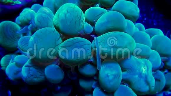 水下的泡沫珊瑚视频的预览图