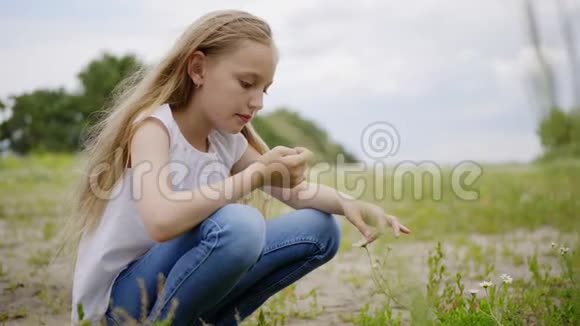 少女在夏天的草坪上采摘雏菊在夏日的绿野上采草地花的少女视频的预览图