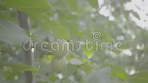 夏天树上的核桃阳光明媚视频的预览图