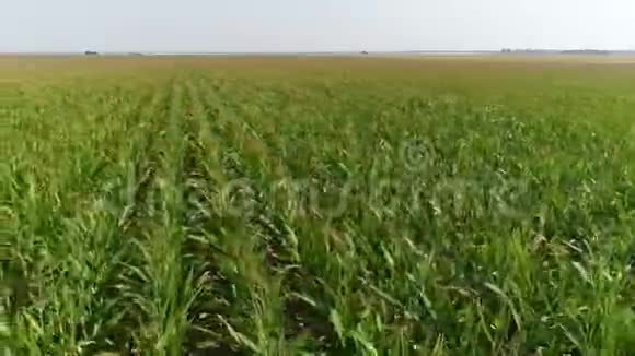 田里的玉米视频的预览图