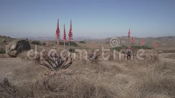 盛开的红色芦荟植物和挥动的干草在伊瓦蒂尼山非洲视频的预览图