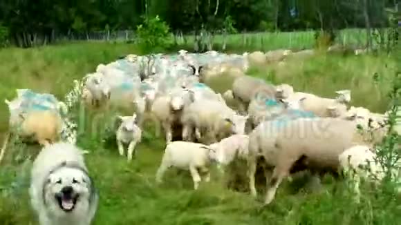 平静的绵羊穿过牧场视频的预览图