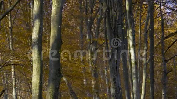 秋天的森林落叶金黄色季节落叶乔木自然阳光明媚视频的预览图