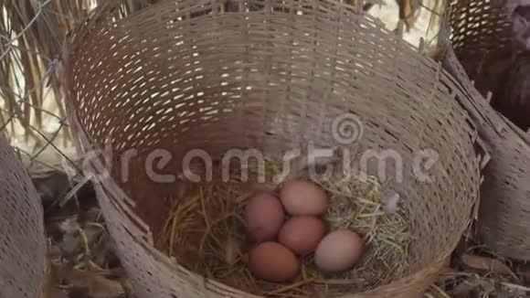 母鸡正在农村养鸡场孵蛋视频的预览图
