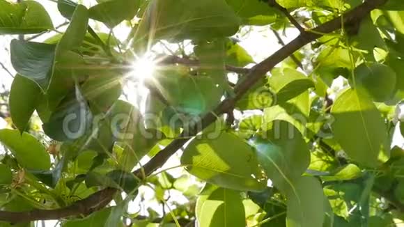 阳光透过绿叶发出明亮的光芒特写镜头慢动作视频的预览图