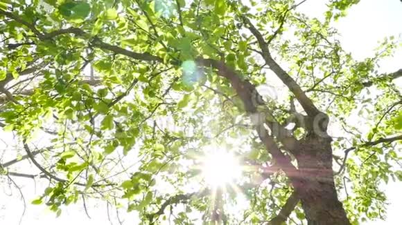 阳光透过一棵树的绿叶相机在移动视频的预览图