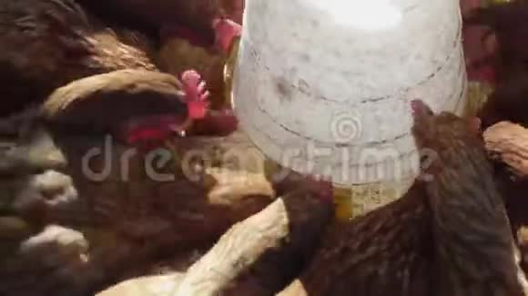 农场里的农民们正在喂母鸡视频的预览图
