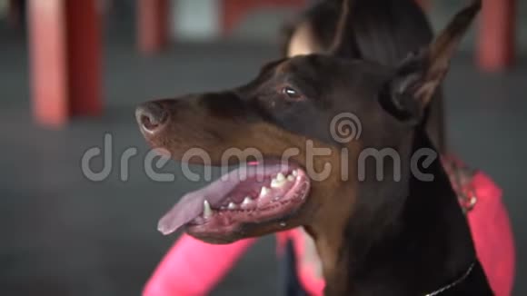 狗种杜宾伸出舌头呼吸滴着口水狗在保护那个女孩视频的预览图