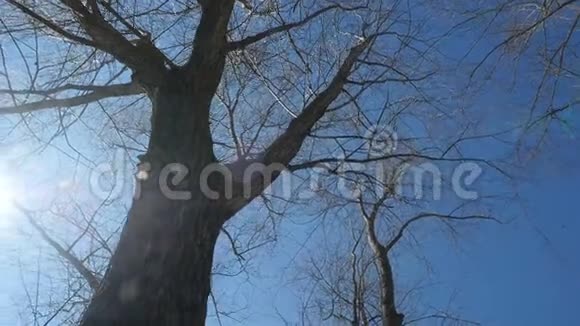 相机绕着树转背景上的蓝天明亮的阳光视频的预览图