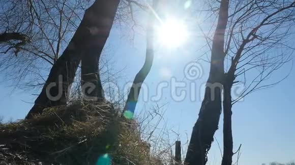 高大的树木映衬着蓝天明亮的太阳从底部看相机在运动视频的预览图