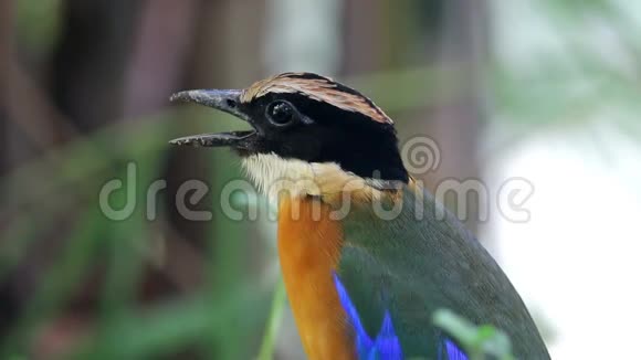 泰国美丽的鸟类视频的预览图