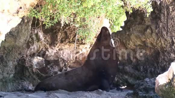 洞穴上的海狮视频的预览图