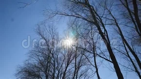美丽的公园树在蓝天上明亮的阳光相机在运动视频的预览图