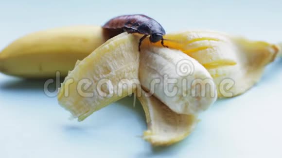 棕色的马达加斯加大蟑螂在成熟的黄色香蕉上爬行背景是蓝色的视频的预览图