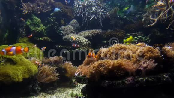小丑鱼和珊瑚接近视频的预览图