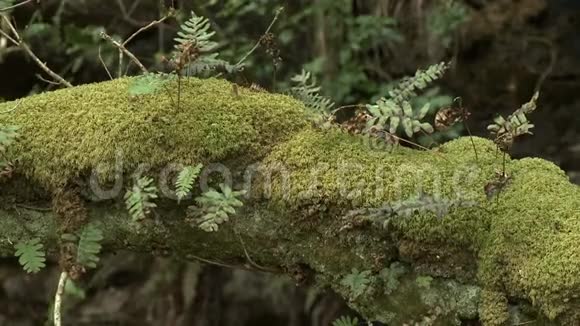 把树枝上的苔藓和蕨类植物视频的预览图