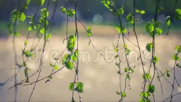 绿色的叶子和闪闪发光的水视频的预览图