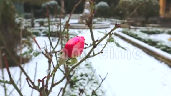 白雪上的红玫瑰雪继续下下去意大利的严冬视频的预览图