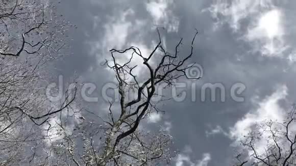 光秃秃的树在风中移动视频的预览图
