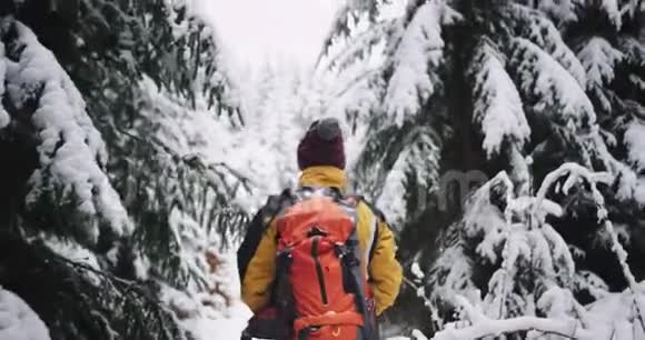 英俊的年轻人在神奇的雪林中旅行他带着一棵大雪树穿过雪地视频的预览图