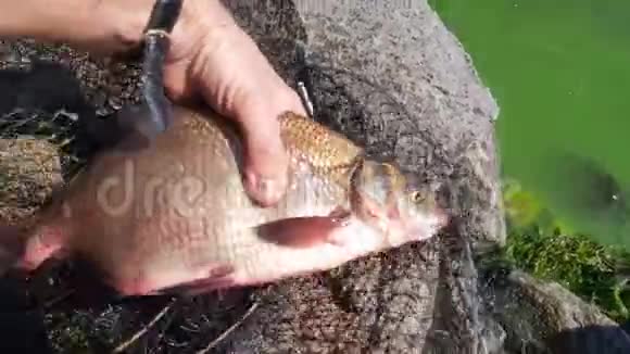 渔夫把鱼放进河里视频的预览图
