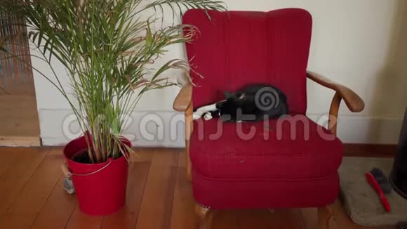 可爱的黑白猫睡在老式的红色扶手椅上靠近盆栽视频的预览图