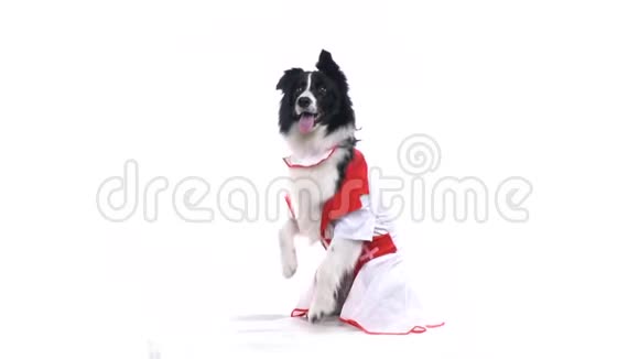 可爱的白黑狗正站在工作室的两条腿上慢动作视频的预览图