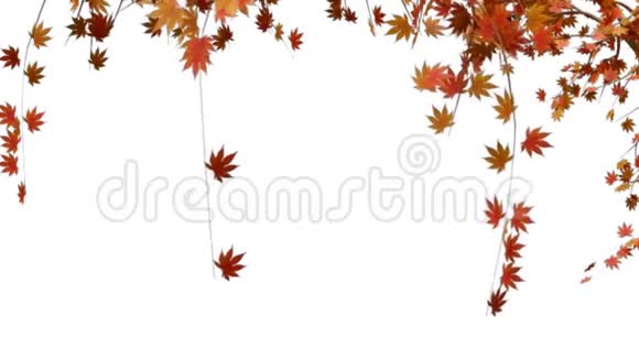 动画橙色树枝在秋天的白色背景上视频的预览图
