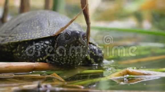 一只乌龟在沼泽中享受的略有移动的画面视频的预览图