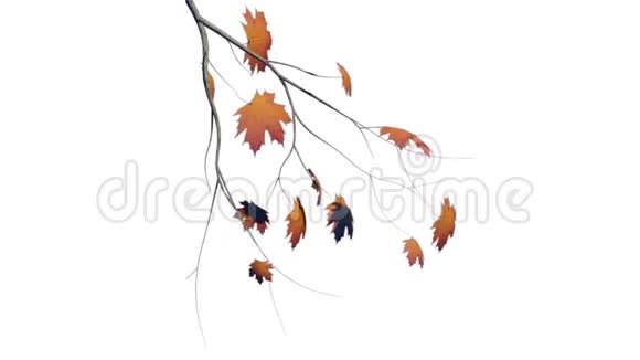 动画橙色树枝在秋天的白色背景上视频的预览图