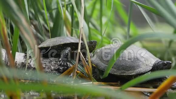 两只海龟在阳光下享受和观察环境视频的预览图