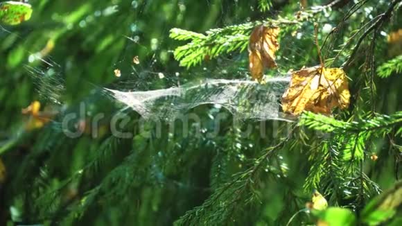 云杉树枝上的蜘蛛网视频的预览图