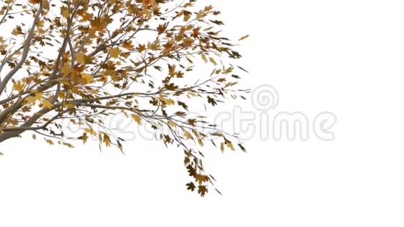白色背景上有橙色叶子的动画树视频的预览图