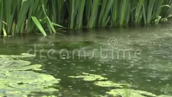 公园里湖上的雨视频的预览图