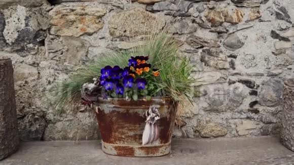 一束五颜六色的平底锅或中提琴在石墙附近的铁桶里放着草五彩缤纷的花朵花园视频的预览图