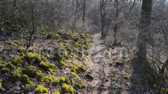 有苔藓的岩石和橡树的森林小径视频的预览图
