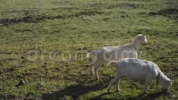户外野外草地上的小山羊有机农业视频的预览图