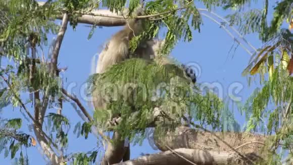 坐在树顶上的灰猴视频的预览图