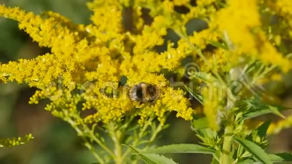 黄色花朵上的大条纹粗大的大黄蜂视频的预览图