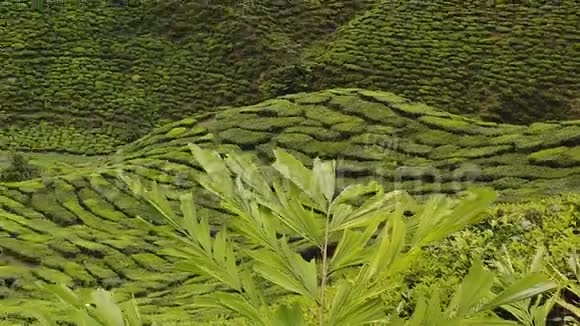 卡梅隆高地绿茶种植园4K时程视频的预览图