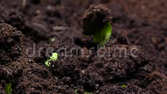 生长植物时间推移黄瓜发芽视频的预览图