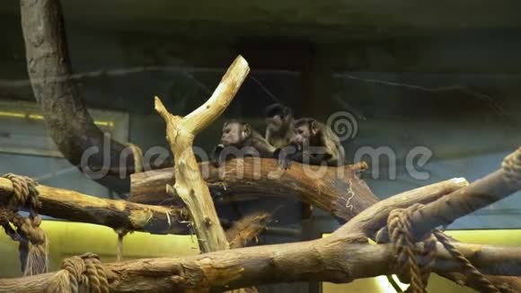 动物园里一家猴子坐在长凳上视频的预览图