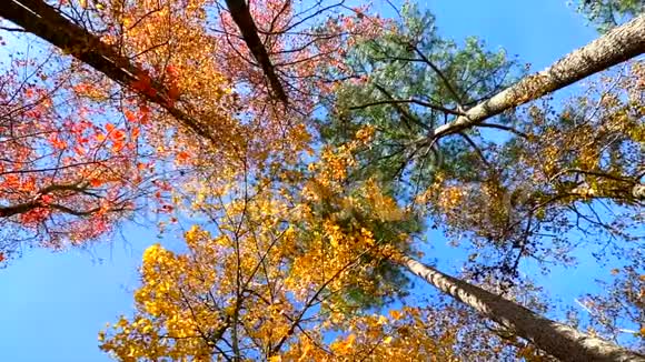 秋天的梦景五彩缤纷的叶子慢动作视频的预览图