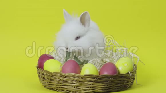 小复活节兔子用五颜六色的鸡蛋在篮子里吃叶子黄色背景视频的预览图