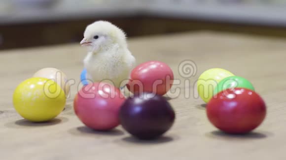木制桌子上的黄色小鸡和复活节彩蛋新生鸡小鸟视频的预览图