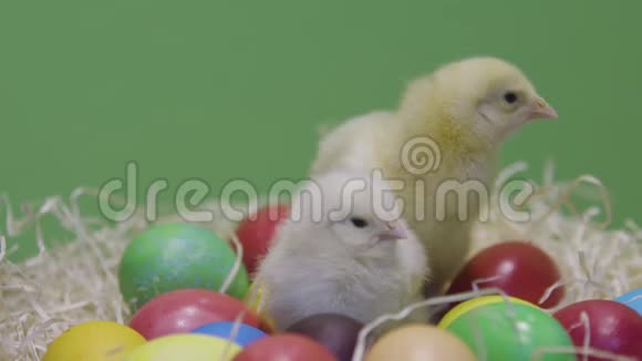 小鸡在五颜六色的复活节彩蛋上行走绿色背景毛茸茸的小妞视频的预览图